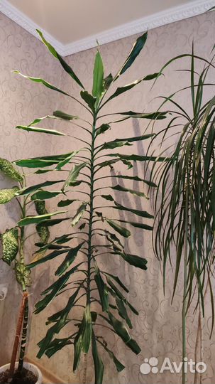 Драцена взрослое растение
