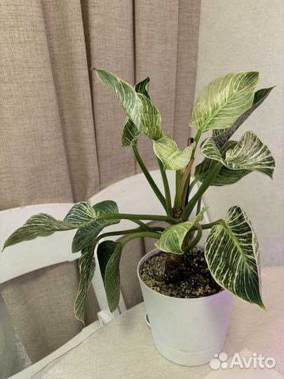 Филодендрон биркин