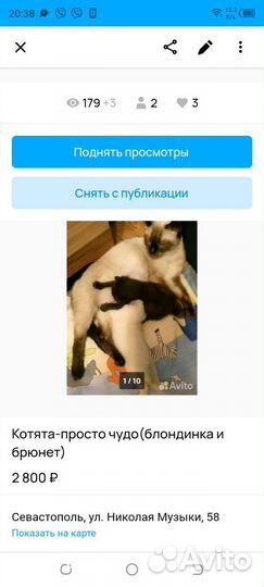 Продам котят