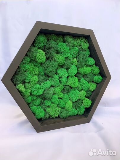 Полка сота со стабилизированным мхом