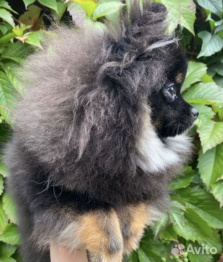 Померанский мини шпиц