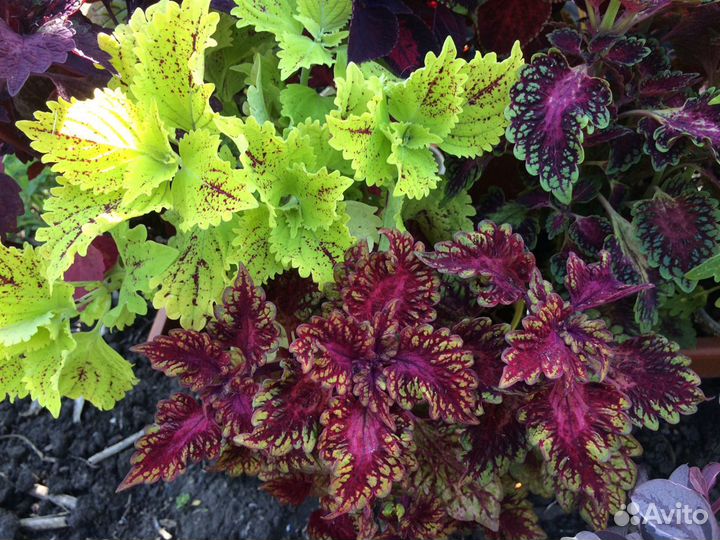 Колеус,доставка