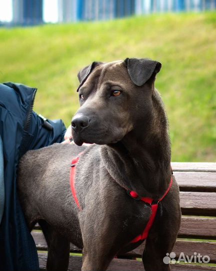 Метис шарпея в добрые руки
