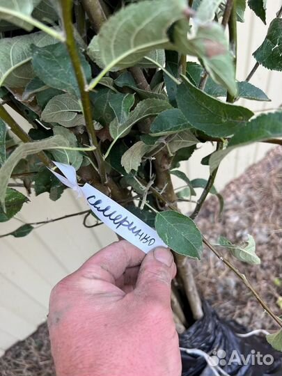 Саженцы яблони