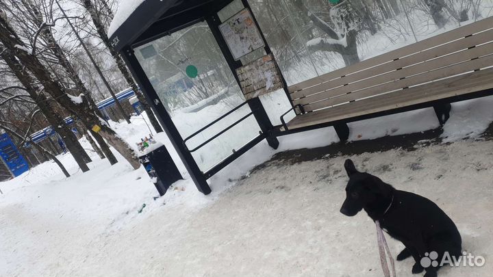 Найдена собака