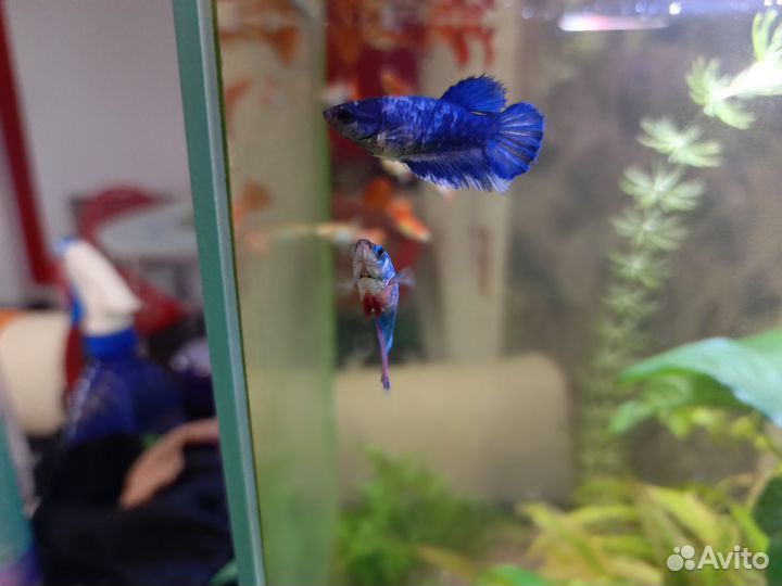 Рыбка петушок самка