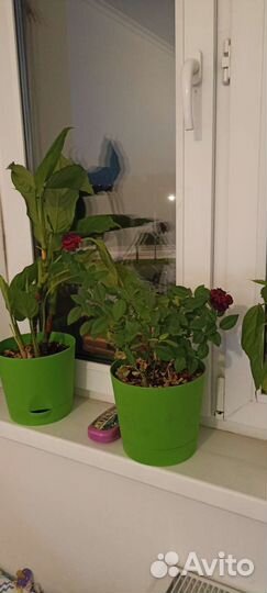 Комнатные цветы цветущие