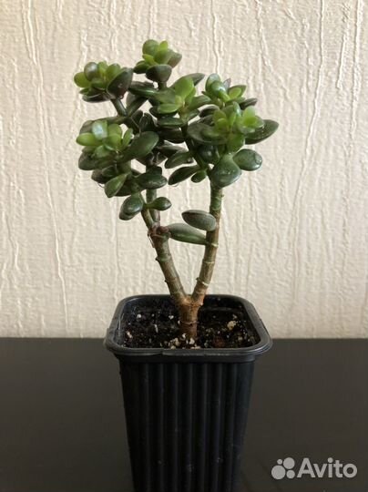 Крассула минор (толсянка)