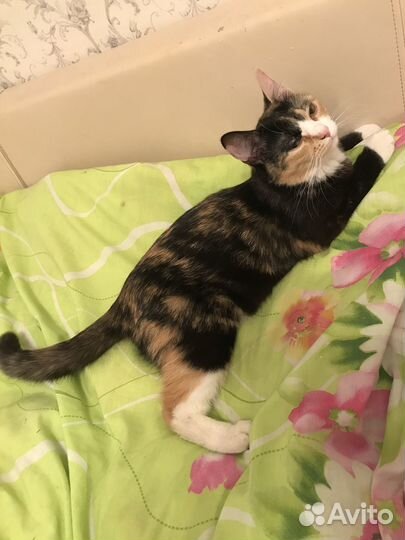 Чудесная Тиграша