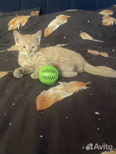 Котята в добрые руки бесплатно