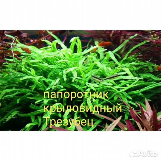 Аквариумные растения