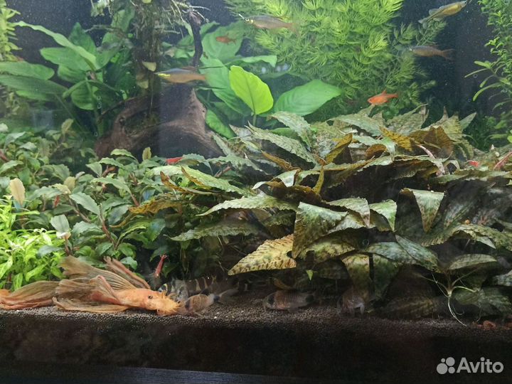 Аквариумные рыбки и растения