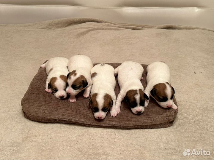 Щенки джек рассел терьер гладкошерстный