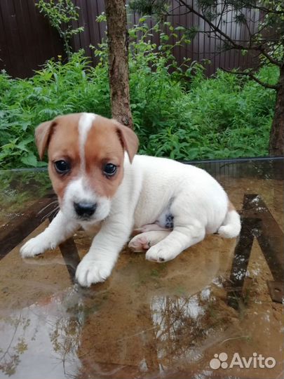 Щенки Джек Рассел Терьер. Гладкошерстные