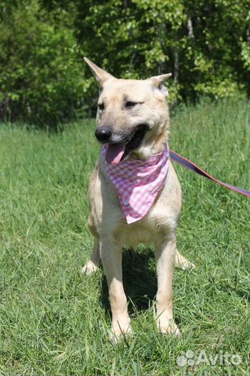 Собака из приюта