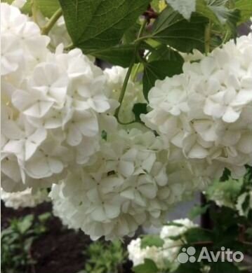 Привезу комнатные цветы в Челябинск