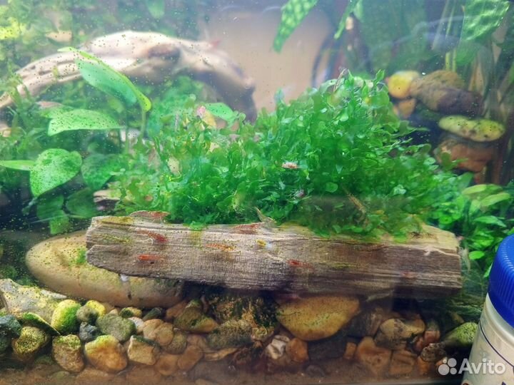 Коряги для аквариума