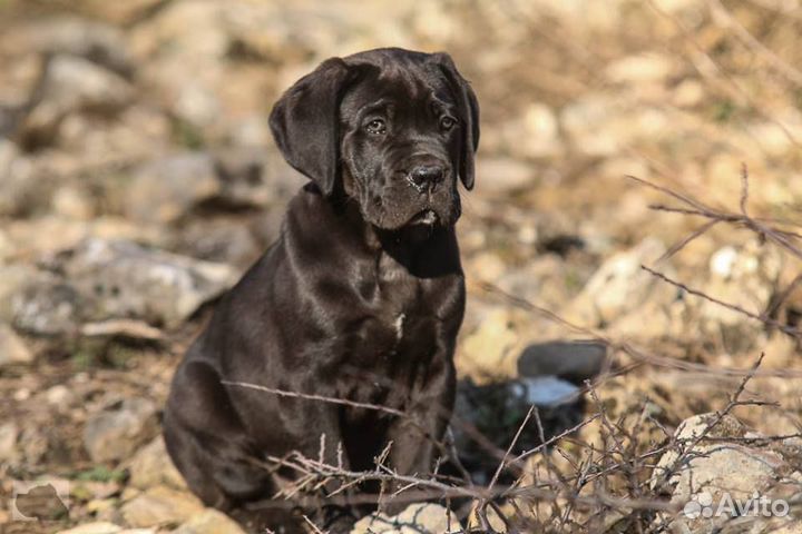 Корсо много не бывает