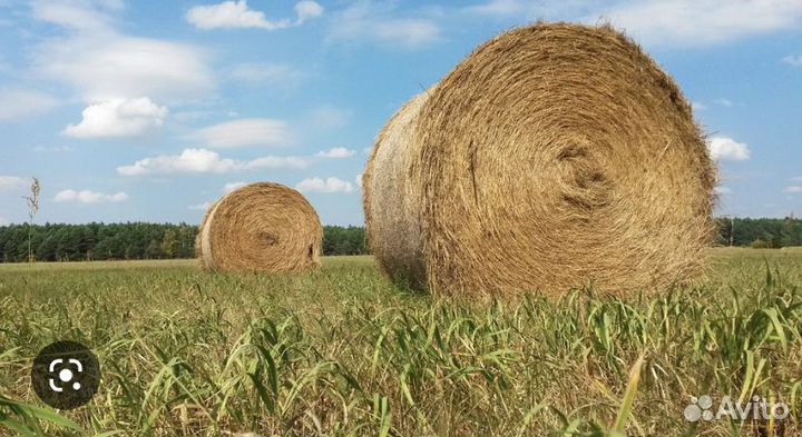 Продам сено луговое - разнотравие