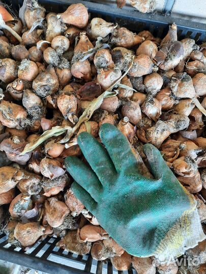 Луковицы тюльпана после выгонки