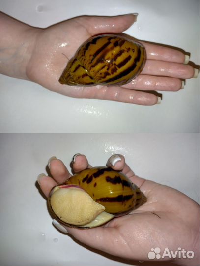 Улитки архатины, ахатины