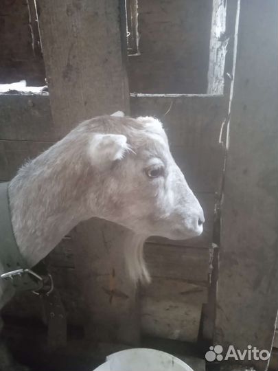 Коза нубийская