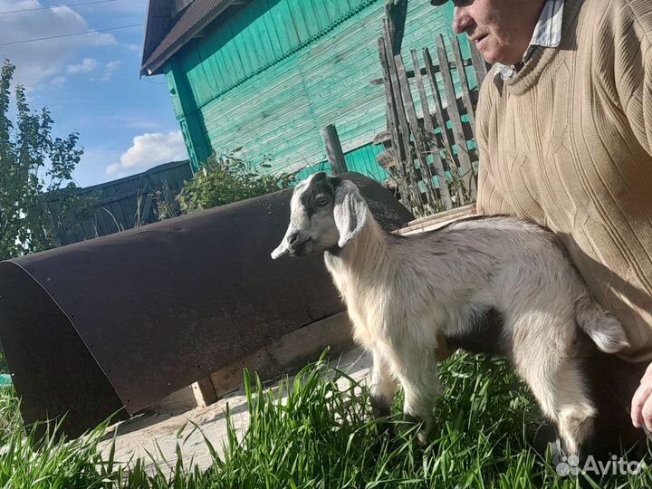 Нубийские козлята