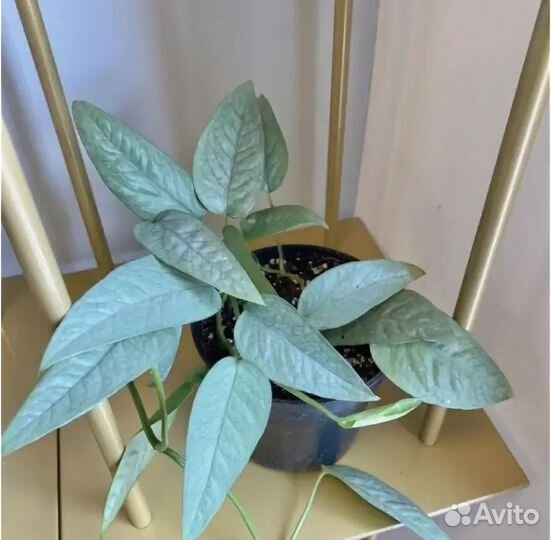 Эпипремнум Себу блю