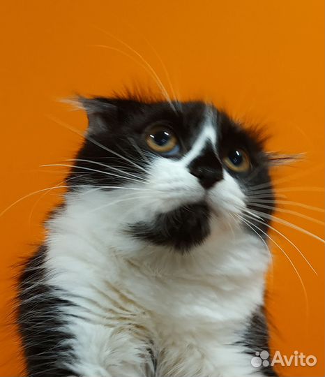 Чаплин ищет Дом