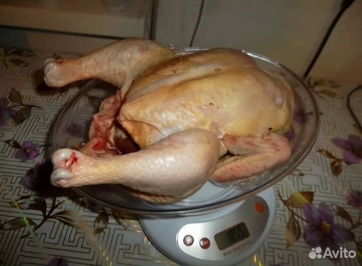 Куры бройлеры тушки мясо
