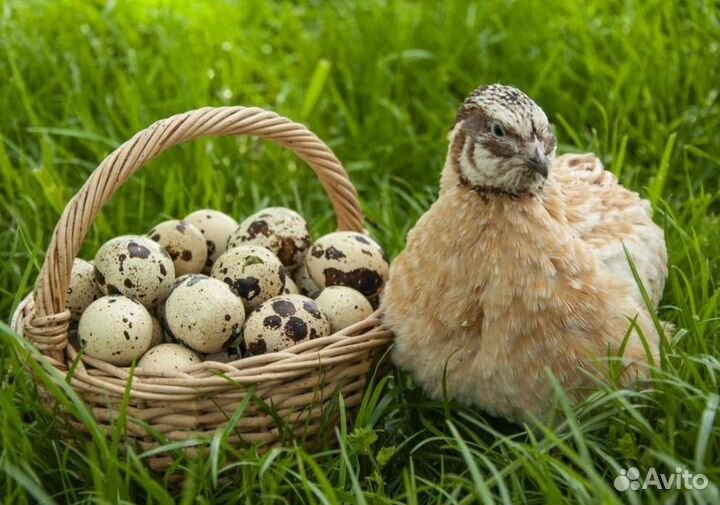 Яйца перепелиные инкубационные