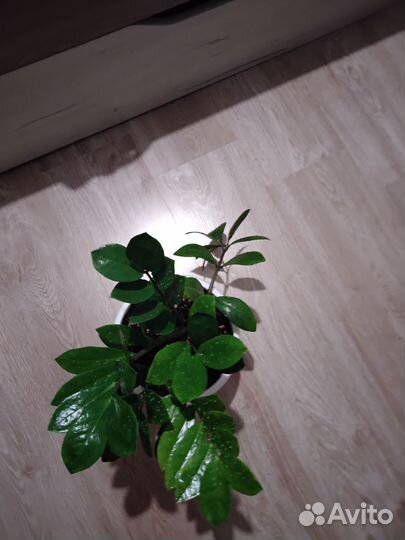 Замиокулькас