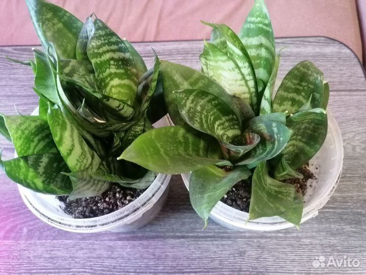 Сансевиерия ханни