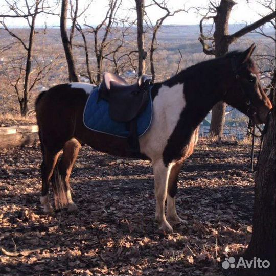 Прокат на лошади, фотосессии, обучение