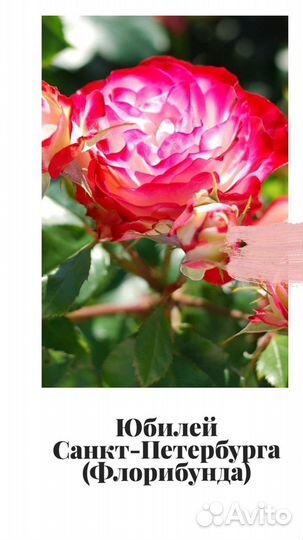 Розочки оптом и розницей