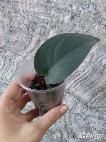 Сциндапсусы-Платинум, Жаде сатин, Сплеш блю,Треби