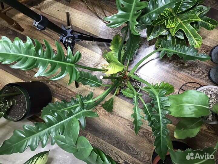 Филодендрон нарроу эскейп