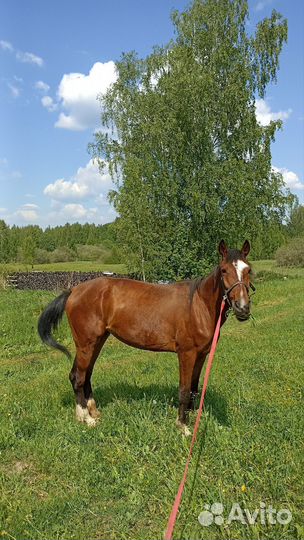 Кобыла 3 года