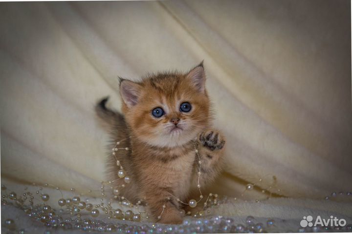 Шотландские котята золотая шиншилла
