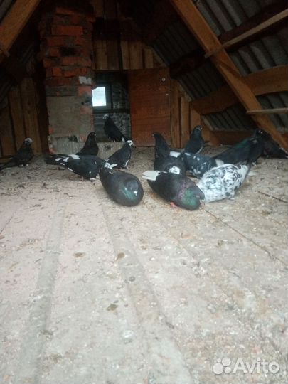 Продажа николаевских голубей