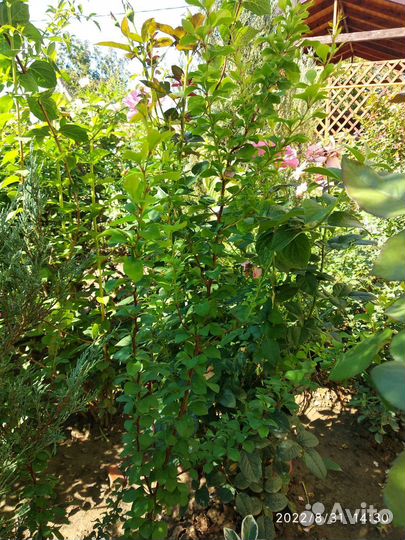 Саженцы барбариса