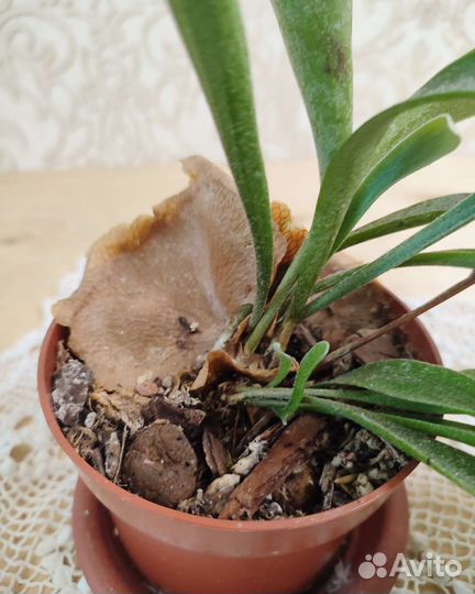 Папоротник платицериум