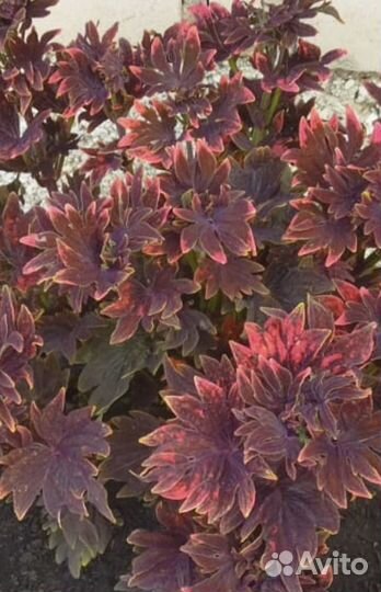 Рассада колеуса