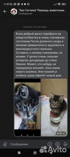 Котëнок 1,5 месяца