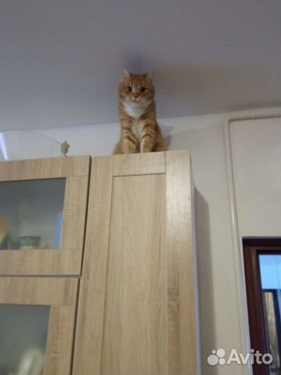 Кот Василий