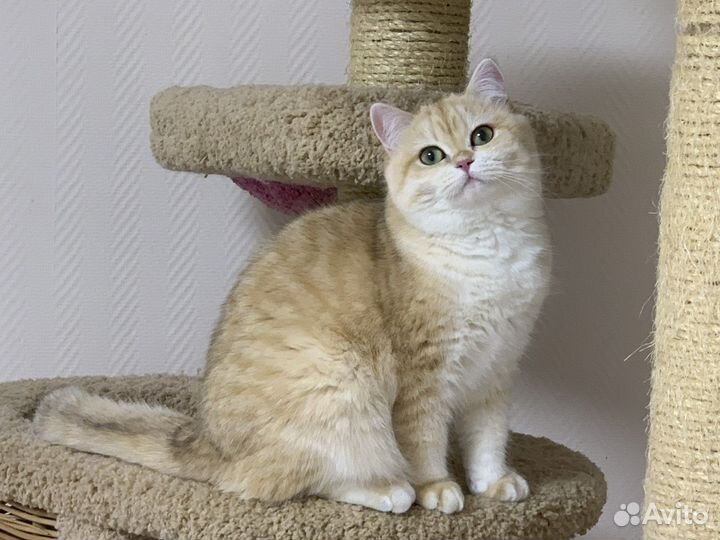 Британская кошечка, золотая шиншилла