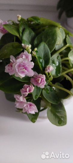 Фиалки мини