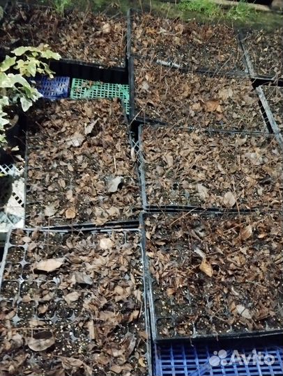 Гортензия Ванила фрайз черенки в кассете