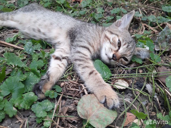 Котенок девочка в добрые руки
