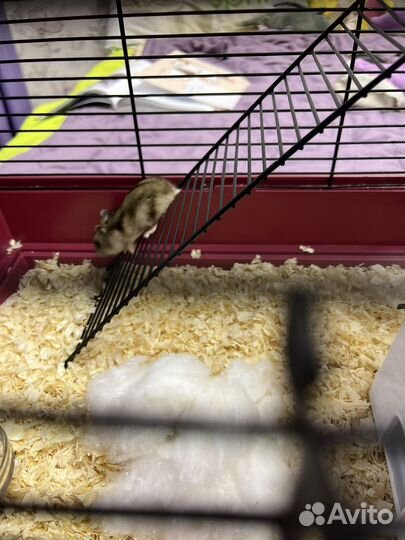 Джунгарский хомяк